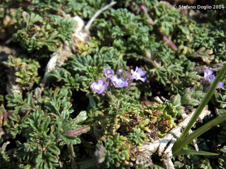 Verbena supina / Verbena minore